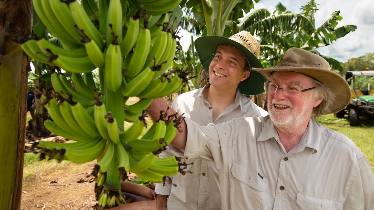 Dr Jean-Yves Paul (left), and Professor James Dale (right), with a bunch of QCAV-4 bananas. Supplied: QUT.