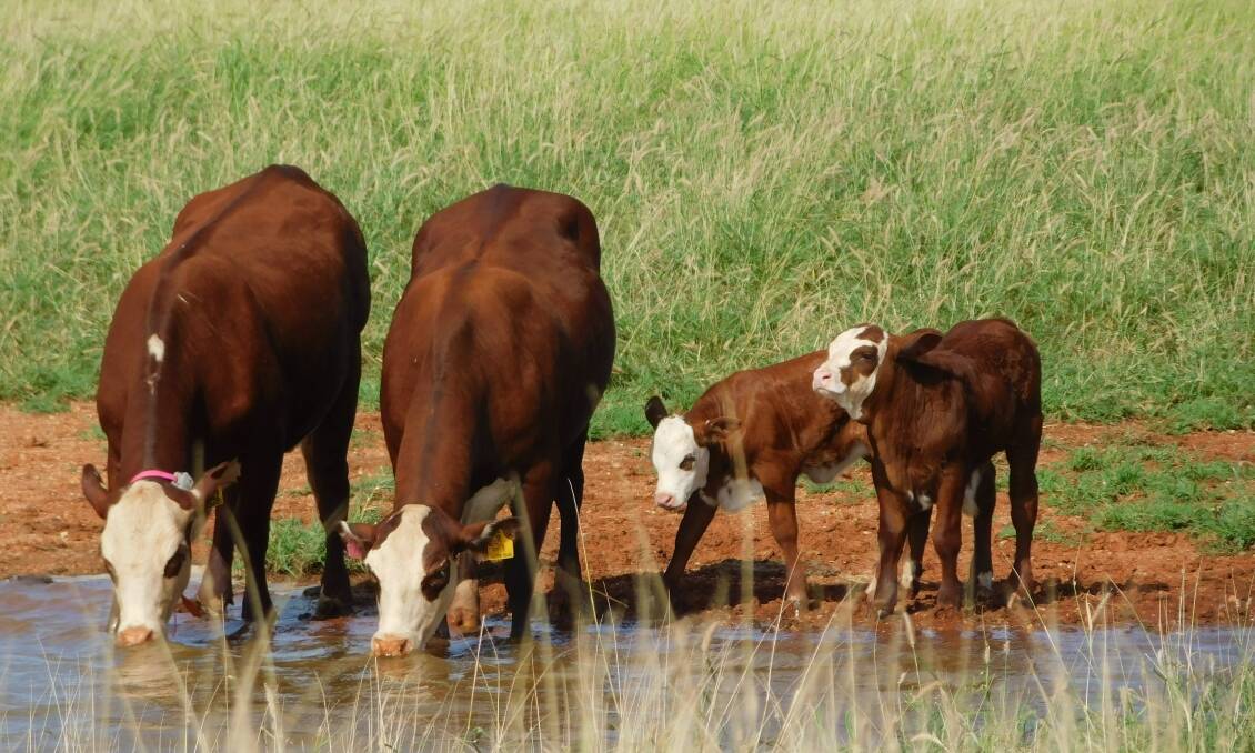 Some of the cattle being used in research currently underway by CQUniversity researchers. Picture: CQUniversity