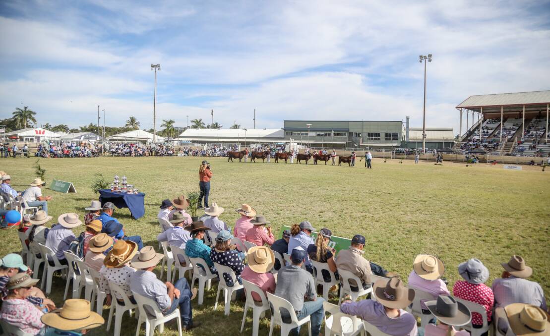 Cattle judging at a previous Beef Week. File pic