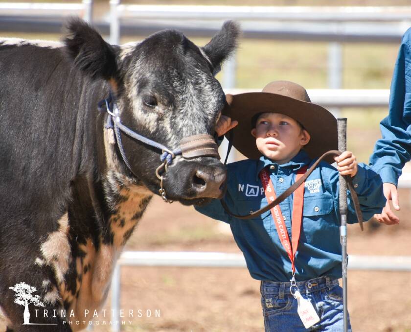 Jace Lamb concentrates on getting his Speckle Park heifer to stand up at the Springsure Cattle Camp. Picture: Trina Patterson Photography