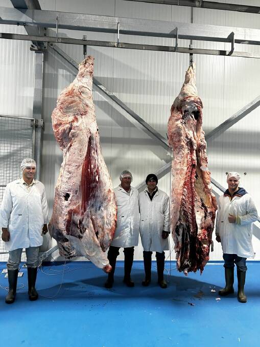 The record-challenging Iceberg carcase - parts of which will be auctioned online. Picture supplied