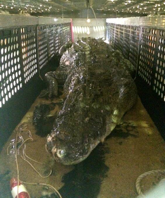 The 4.7-metre saltwater crocodile caught off The Strand at Townsville in 2016. Photo: Queensland Government.