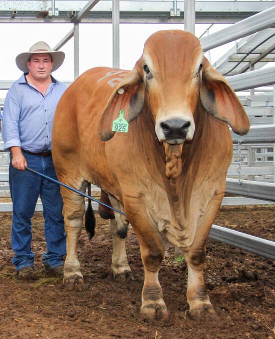 Big Meats owner/manager Peter Gibbs with one of his top prized Brahman bulls from his Muan Brahmans stud. 