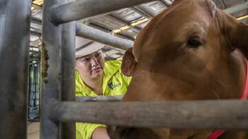 Anita Chang started research in 2018 on smart tag alerts for calving. Picture: CQUniversity