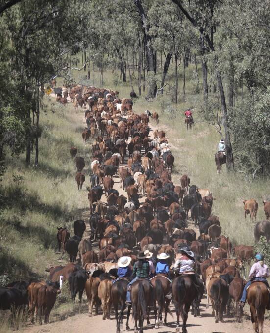 The 4th Eidsvold Cattle Drive that finished up on Saturday. Picture: Paula Heelan Photography