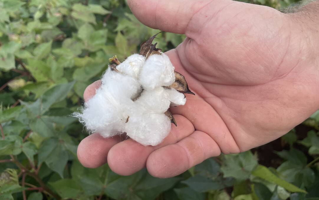 Nathan Doyle with a cotton boll from his crop at Maryborough. Picture: Judith Maizey