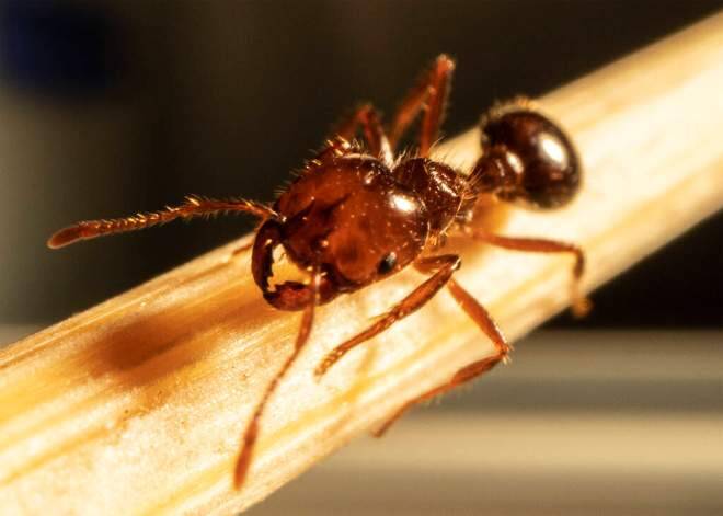 After a new red imported fire ant nest was detected in Murwillumbah, the NFAEP is currently undertaking extensive aerial and ground treatment across targeted properties. Picture: Supplied