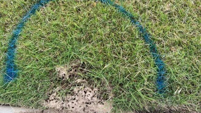 One of the fire ant nests detected at South Murwillumbah on November 25, 2023. Picture: Supplied