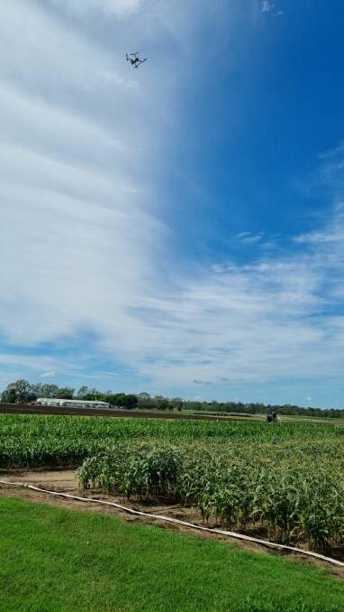 Dr Alison McCarthy's remote robot scout flies over plots of sorghum, maize and sweet corn at the QDAF research station at Gatton. Picture: Supplied