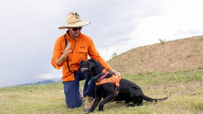 Dog detection handler Jordan Christison and his dog Miff from the National Fire Ant Eradication Program on the site where fire ants were identified in the new industrial estate at South Murwillumbah. Picture: Supplied