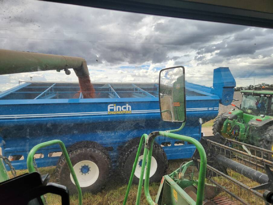 Working to get his 300ha OF sorghum harvested ahead of more rain, AgForce Grains president Brendan Taylor said he and other growers were concerned about sprouting and mould. Picture: Supplieda