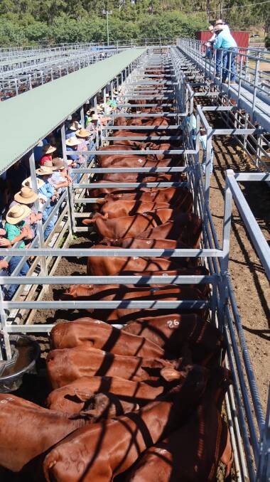 Bartholomew & Co principal Roy Bartholomew said the prices at the recent Santa Gertrudis Show and Sales were very good due to the excellent quality of the yarding. Picture: Supplied