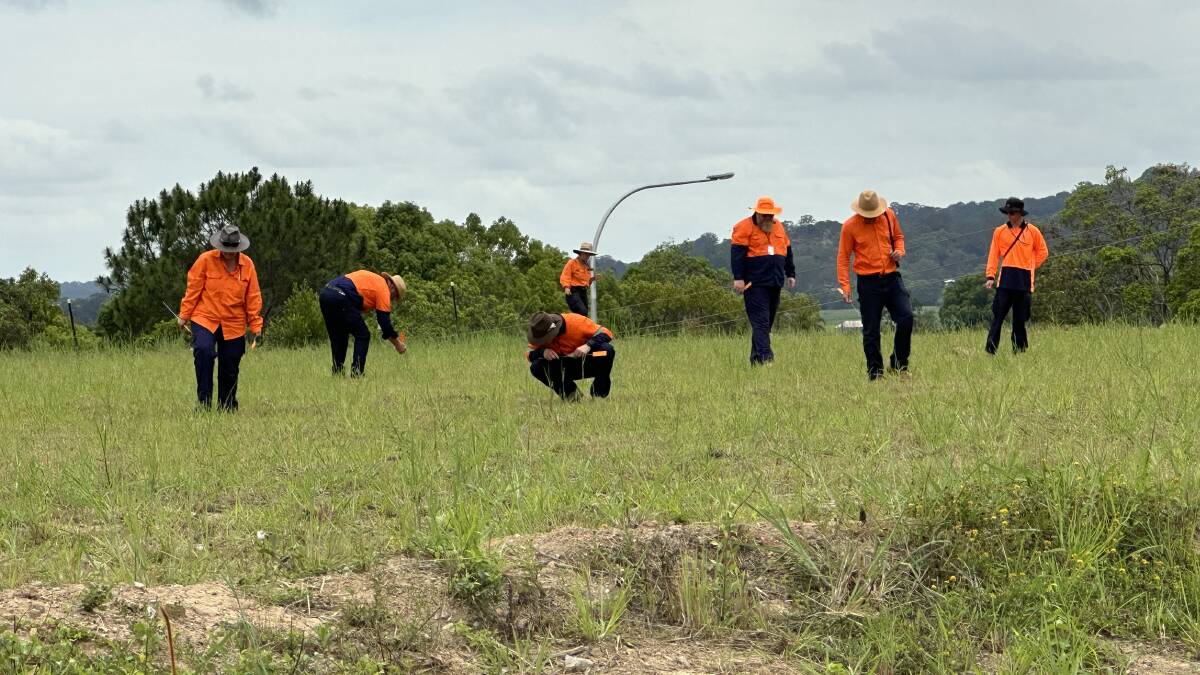 Members of the National Fire Ant Eradication Program carefully inspect a site in South Murwillumbah for any sign of red imported fire ants.Picture: Supplied