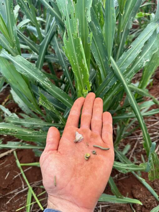Coalstoun Lakes grower Cameron Rackemann with some fall armyworm he found in one tiller of forage sorghum on his property. Picture: Supplied