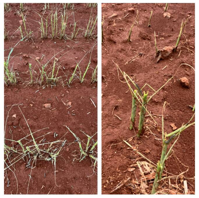 On Cameron Rackemann's farm the photo on the right shows damage by FAW on french millet after one week. Picture: Supplied. 