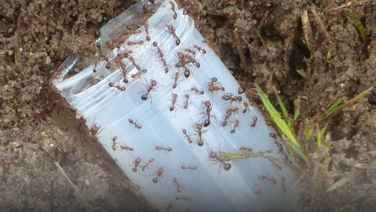 A spokesperson said the National Fire Ant Eradication Program remains 100 per cent committed to the goal of eradicating fire ants from Australia. Picture: Supplied
