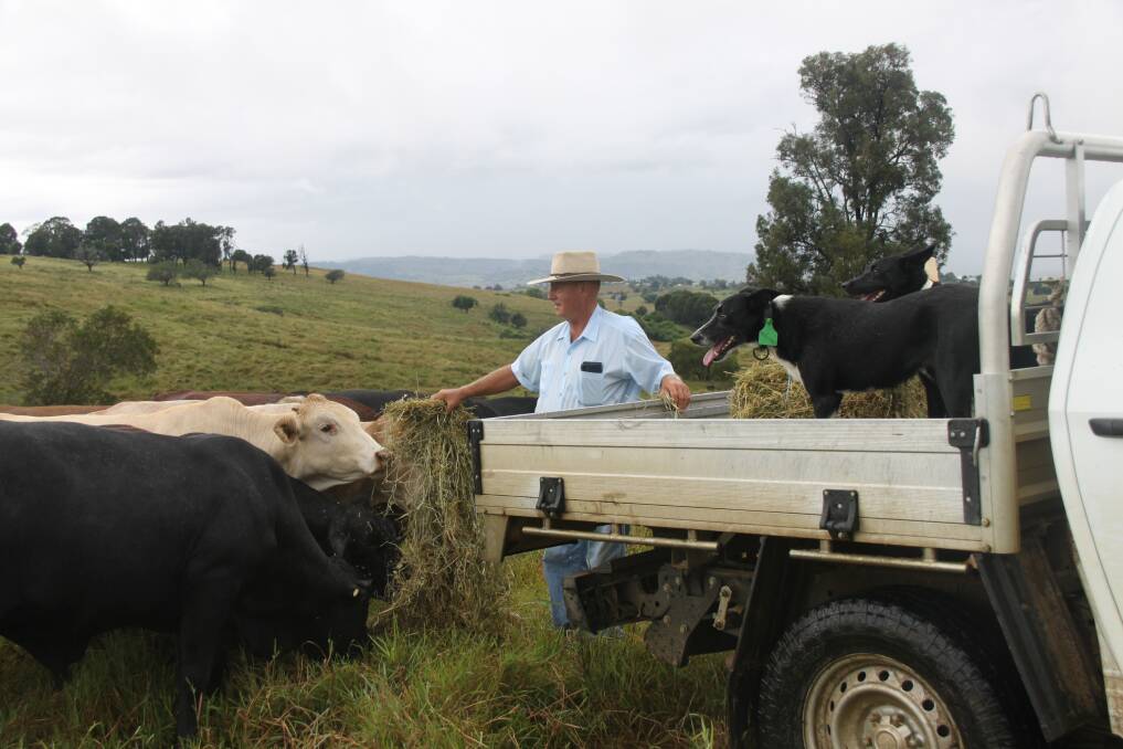 At Templin Hills near Boonah, grazier Don Kirchner feeds some of his cattle watched over by Trixie. Picture: Alison Paterson 