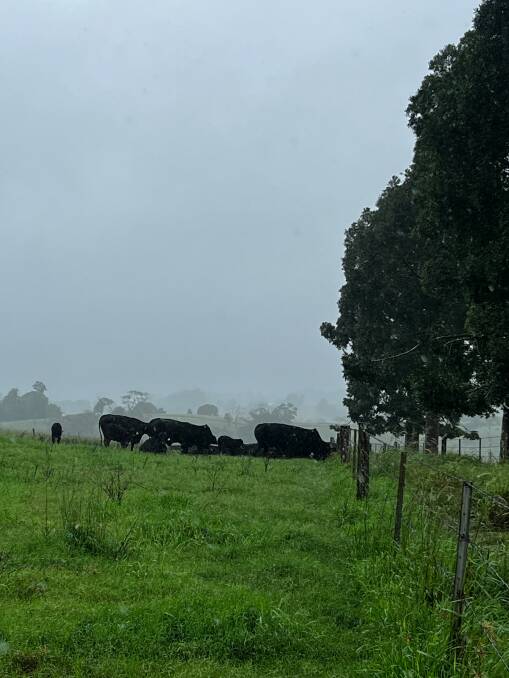 Cattle impacted at Telpara Hills on the Atherton Tablelands where flooding has brought down fences and chill temperatures caused new-born calf fatalites. Picture: Suplied