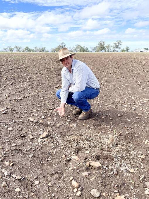 Southbrook producer Dean Messingham said his oats crop which he had planned to feed livestock with over winter had been destroyed by Fall armyworm. Picture: Alison Paterson 