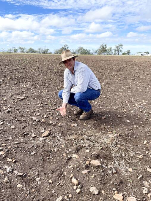Southbrook producer Dean Messingham crouched on his leased farm where his formerly healthy oats crop was decimated to bare earth in three days by fall armyworm. Picture: Alison Paterson