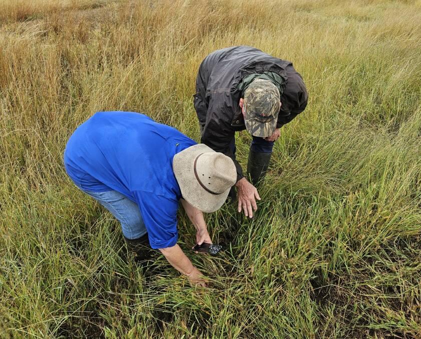 Queensland Department of Agriculture and Fisheries principal entomologist Dr Melina Miles with agronomist Patrick Jones inspected grass surrounding Dean Messingham's leased farm at Southbrook where DPI modelling showed where the FAW hatched. Picture: Supplied