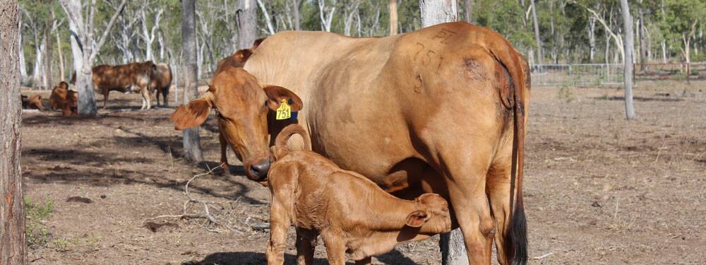 The University of Queensland's Calf Alive project lead Associate Professor Luis Prada e Silva said extra nutrition in the final critical weeks increased pregnancy rates in the four months after calving from 50 to 65 per cent. Picture: Supplied