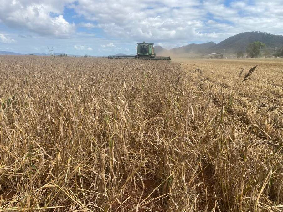 Cameron Rackemann said although harvesting was progressing well on his Coalstoun Lakes farm, unlike those on the Darling Downs, he'd like more rain. Picture: Supplied