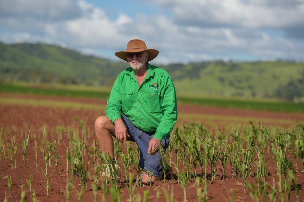 Coalstoun Lakes Garry Seabrook in a paddock of sorghum devastated by FAW said he believed the situation would not improve unless, "we get genetically modified crops the grubs can't eat." Picture: Lucy Kinbacher