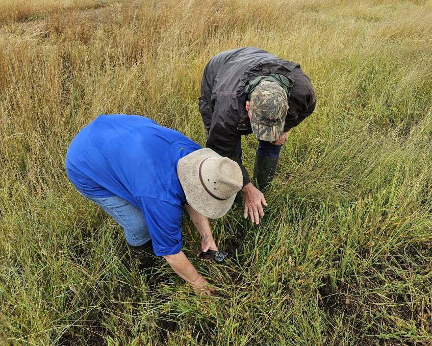 Queensland DAF principal entomologist Dr Melina Miles with agronomist Patrick Jones located FAW eggs in grass near Dean Messingham's devastated oat crop at Southbrook. Picture: Supplied