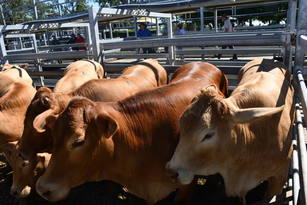 Doug and Louise Gelhaar's Charolais steers took home the Senior Champion Steer and the Jack Hayes Memorial Trophy for a pen of six pasture fed bullocks. Picture: Alison Paterson.