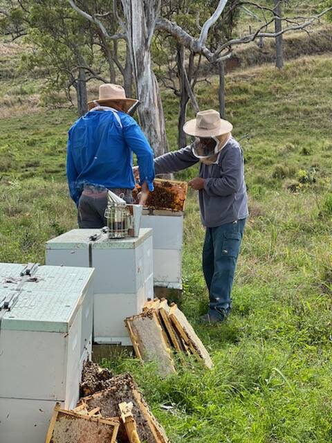 Scenic Rim apiarist Jason Wilson and his dad Mark check the Wilson Beekeeping Co hives which are kept at his father-in-law's property out of town. Picture: Supplied