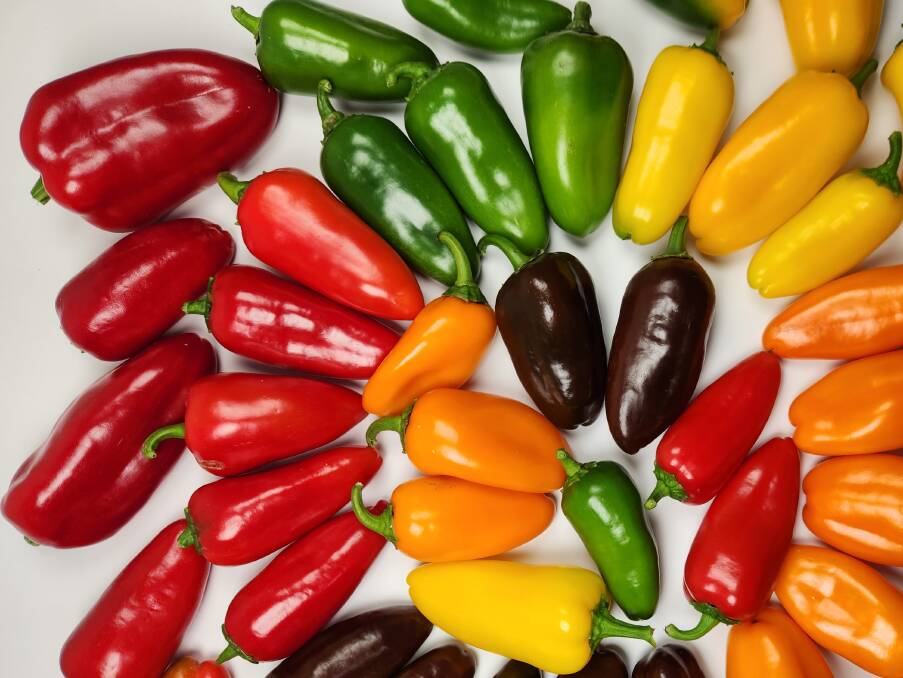 A new chocolate mini snacking variety of capsicum under the brand 'Little Sweet' has hit the supermarket shelves after more than six years of development by Arable Field Research in Bowen. Picture: Supplied
