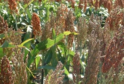 Ongoing rains have caused some sorghum crops to commence sprouting which lead to downgrades and lower prices. Picture: QCL File