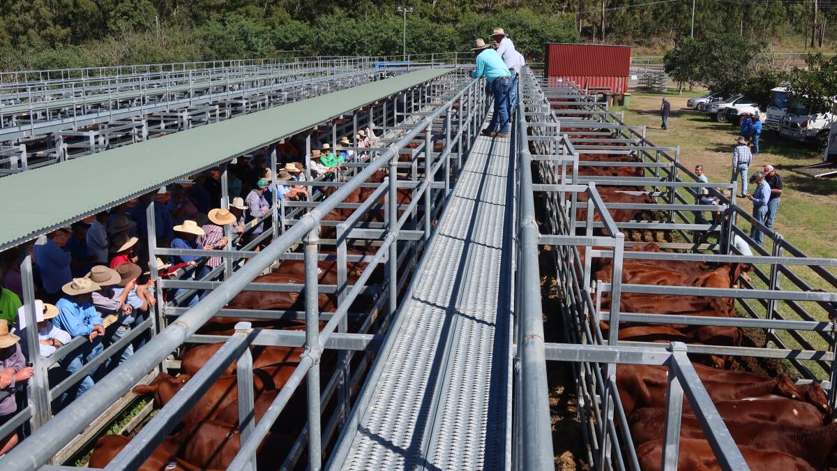 A buyer from NSW competed with those from the Downs, out west and locals to secure prime lots at the Santa Gertrudis Show and Sale at Beaudesert. Picture: Supplied