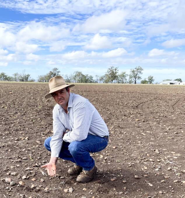 Southbrook grazier Dean Messingham holds fall armyworm grubs which in only 72 hours destroyed his 20ha winter oats crop. Picture: Alsion Paterson 