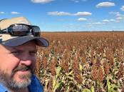Bowenville grower Lance Wise standing in his sorghum crop after rain which he said would not stop them harvesting. Picture: Supplied. 