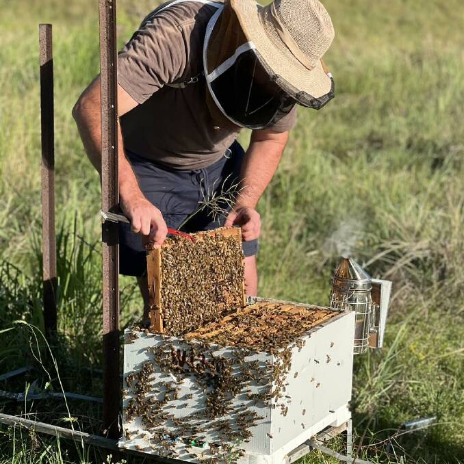Wilson Beekeeping Co apiarist Jason Wilson checking his hives at their Beaudesert location. Picture: Supplied