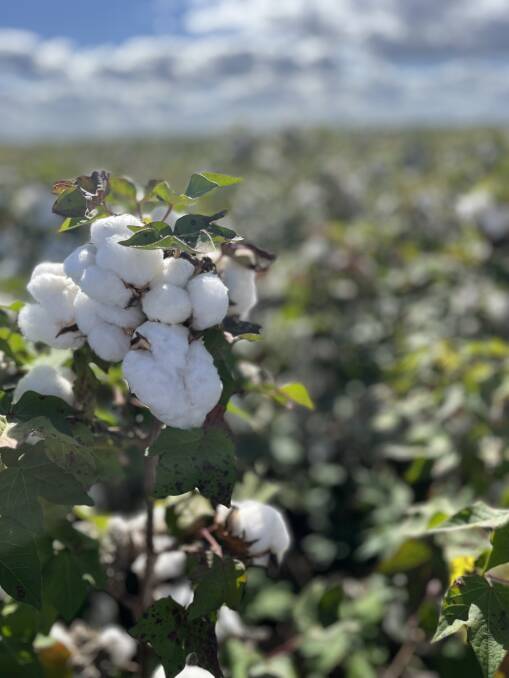 Cotton Australia's Central Queensland and northern Australia marketing and grower services Sophie Cody said harvesting was underway. Picture: Supplied