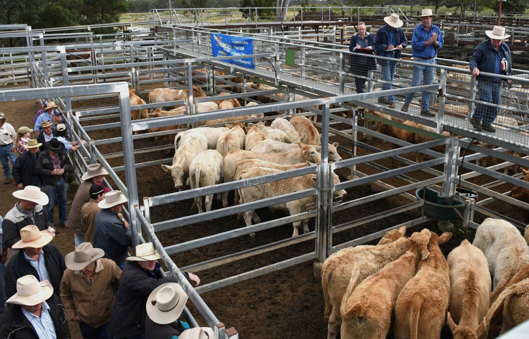 Charbrays sold well at the Murgon annual weaner show and sale. Picture: Kelly Mason