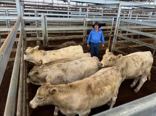 O'Sullivan Auctions agent Paul O'Sullivan with Charolais steers that sold for 360c/kg at Dalby's Wednesday sale. Picture: Supplied by Wyatt Wrigley