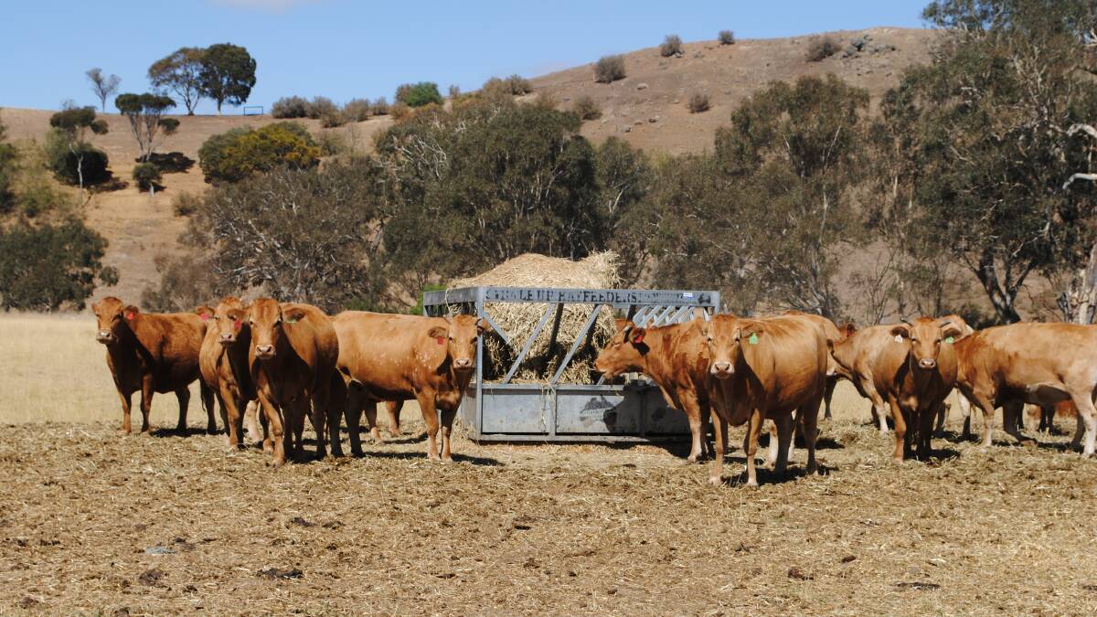 The Red Wagyu cows were good milkers. Picture by Barry Murphy 