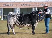 Seen here: Black Diamond J17 Tom Cat T1678, the recent Supreme Speckle Park Champion of the 2024 Sydney Show. A full brother will attend Beef 2024. Picture supplied