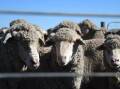 Live sheep trade to be banned in 2028, industry transition package announced