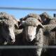 Live sheep trade to be banned in 2028, industry transition package announced