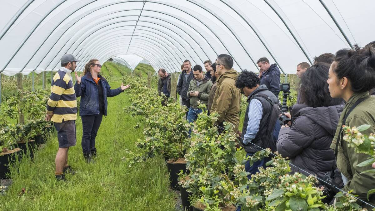 LEARN FROM THE EXPERT: Representatives from Hillwood Berries speaking to the SproutX Accelerator 2017 cohort on their operations while touring the farm.