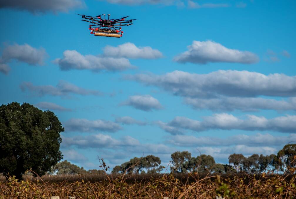 The Parabug drone deploying beneficial insects. Photo: Parabug