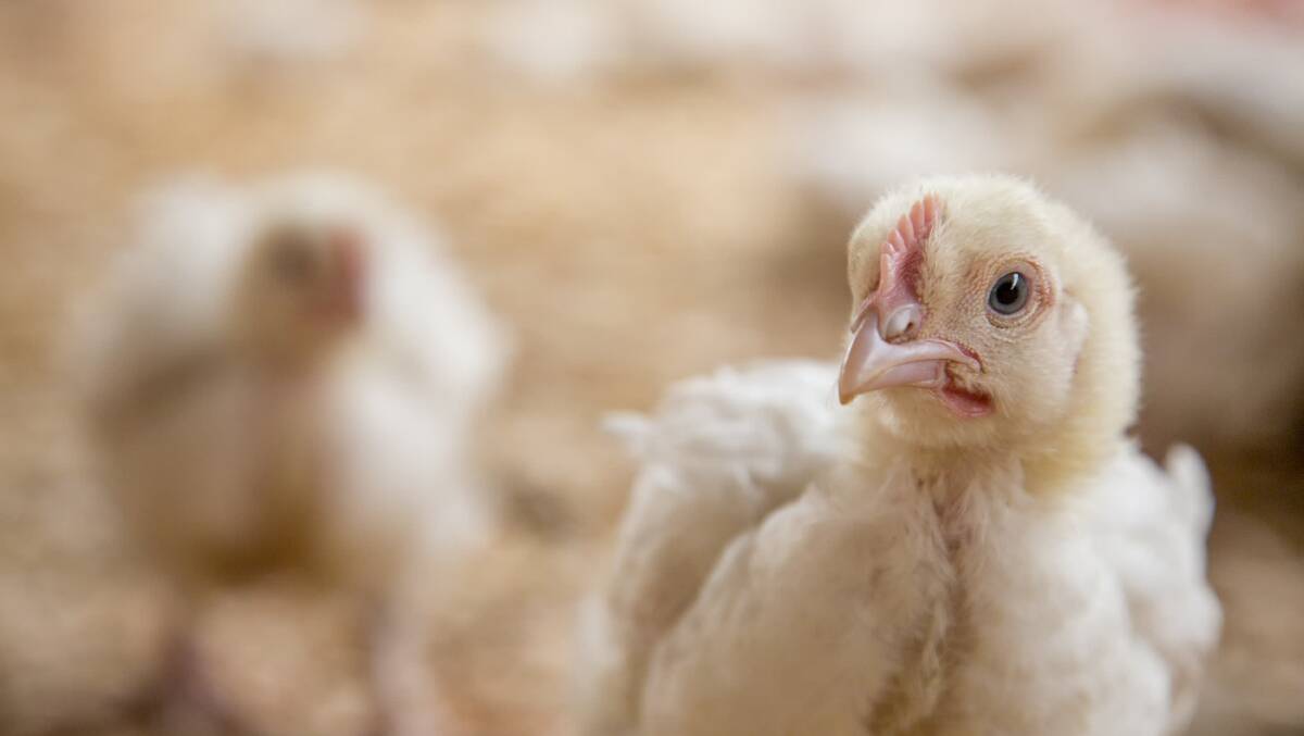 World Animal Protection target KFC over The Better Chicken Commitment |  Queensland Country Life | QLD