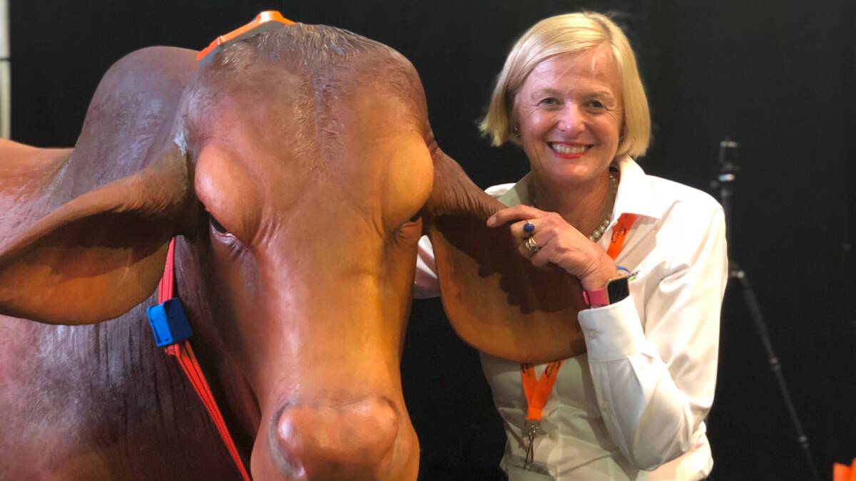 ON BOARD: Agersens non-executive director and beef cattle producer, Lucinda Corrigan with the first commercial eSheppard. 
