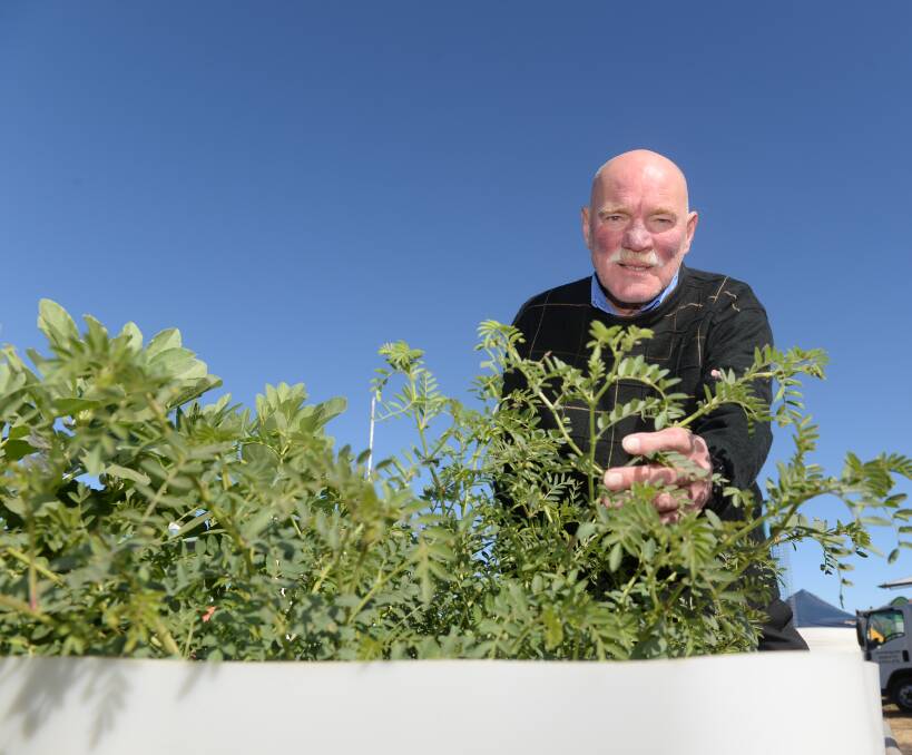 The man behind the chickpea crop