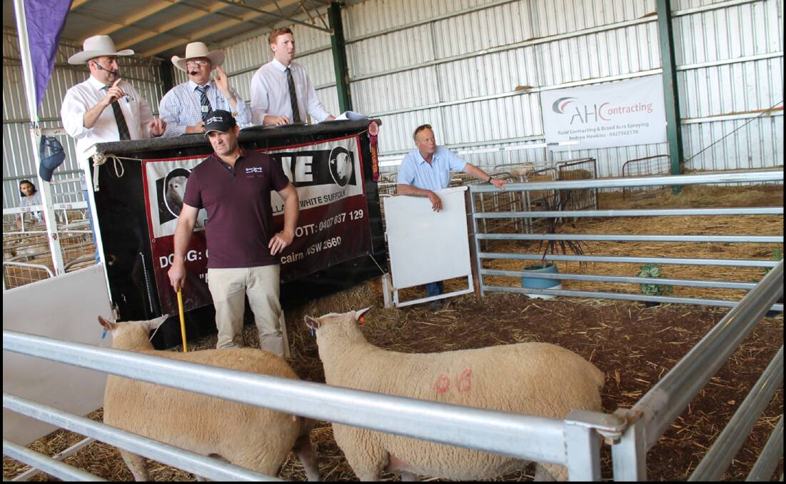 In the pen: Scott Mitchell, Rene studs, Culcairn with sale rams being auctioned by GTSM sale team James Brown and Michael Glasser. Photo: Scott Mitchell.